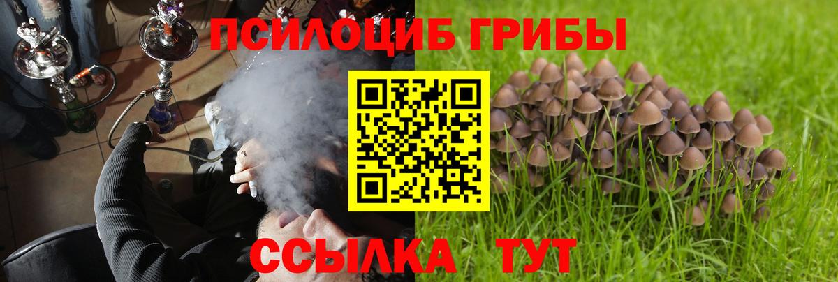 Галлюциногенные грибы Psilocybe Юрга